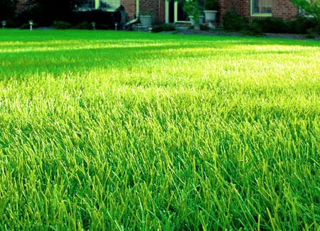 Lawn Care vs. Lawn Service