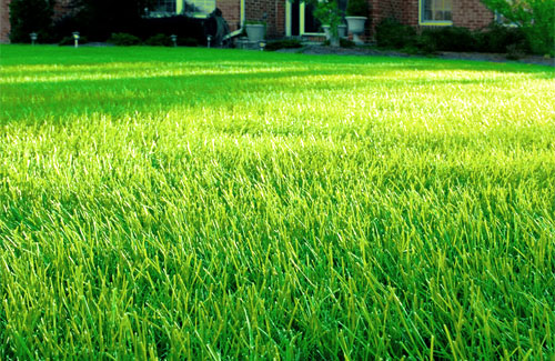 Fertilizer On Lawn