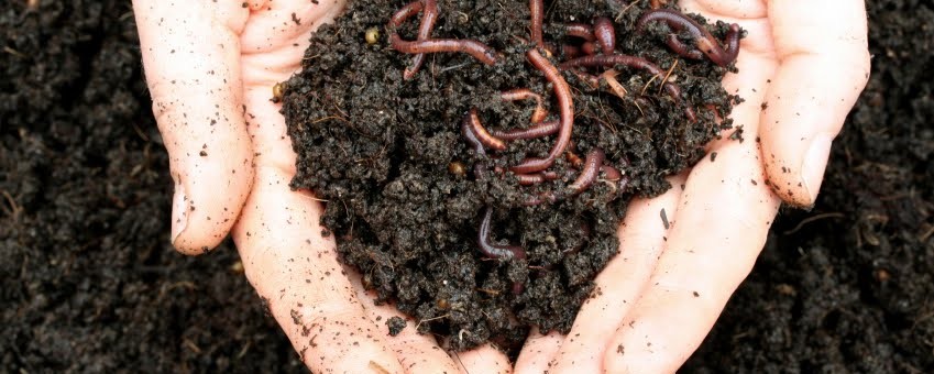 Organic Compost