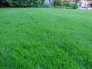 Lawn Rejuvenation Service