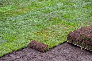 sod installation